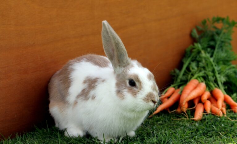 white and brown rabbit on green grass