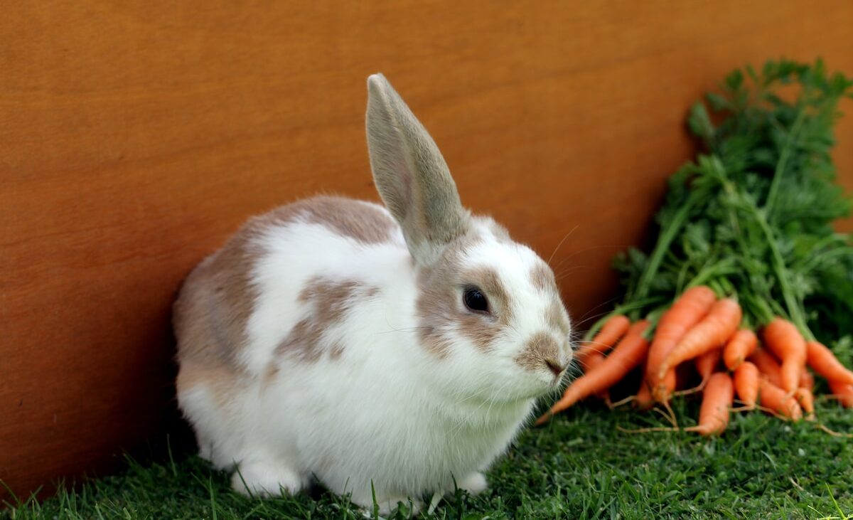 white and brown rabbit on green grass