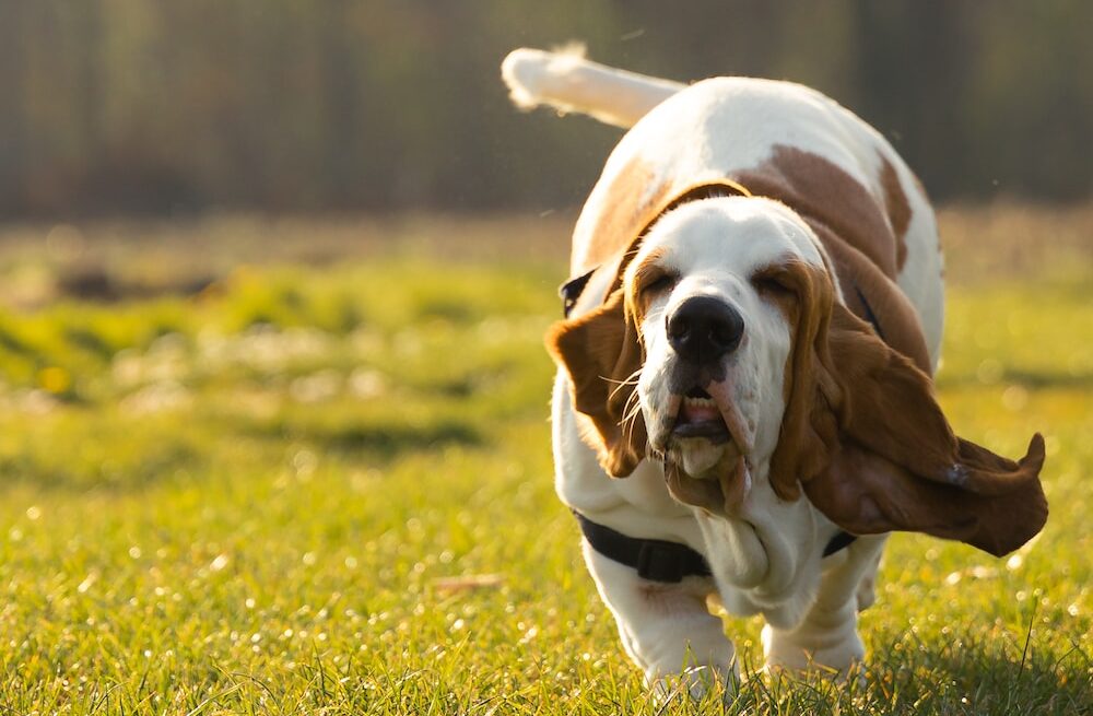 brown and white short coated dog on green grass field during daytime