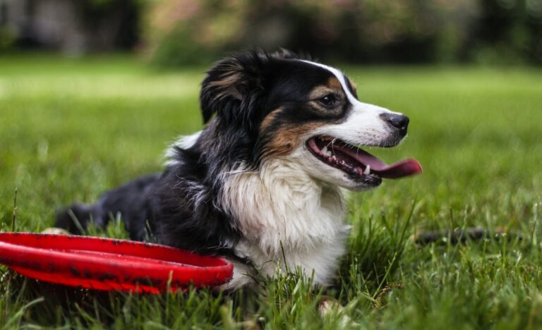 selective focus photo of black and white dog